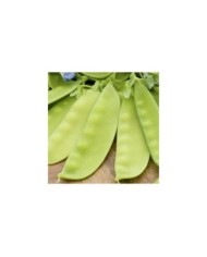 Pois Bamby mangetout