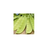 Pois Bamby mangetout