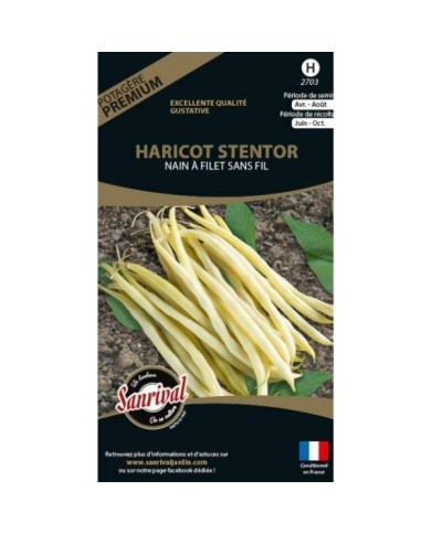 Haricot nain beurre Stentor