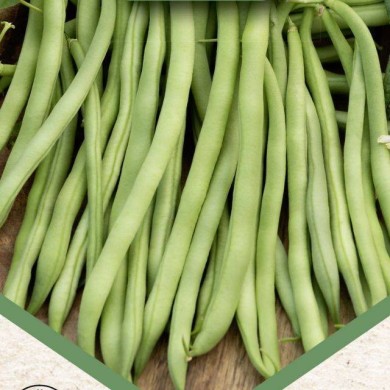 Haricot mangetout nain à filet Argus
