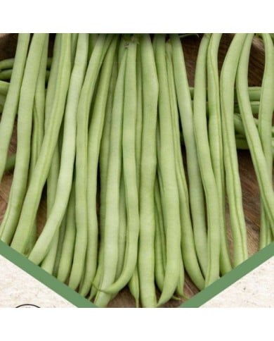 Haricot nain mangetout sans fil Oxinel