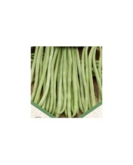 Haricot nain mangetout sans fil Oxinel