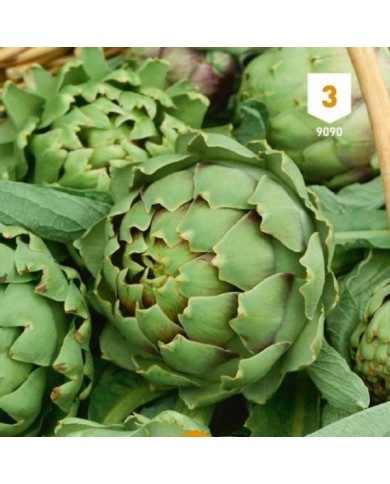 Artichaut gros vert de Laon