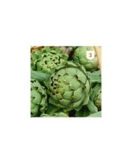 Artichaut gros vert de Laon