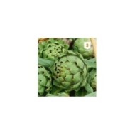 Artichaut gros vert de Laon