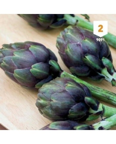 Artichaut 'Violet de Provence'