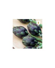 Artichaut 'Violet de Provence'