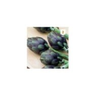 Artichaut 'Violet de Provence'