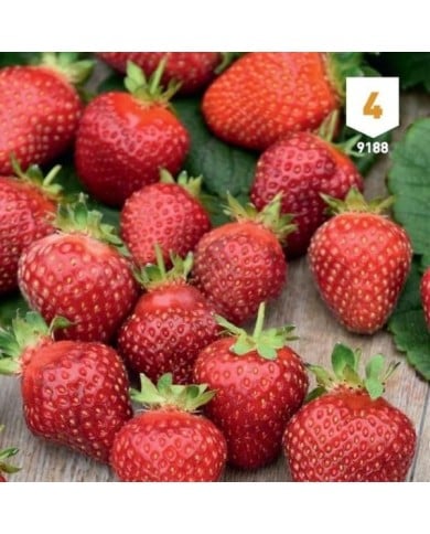 Fraise Temptation