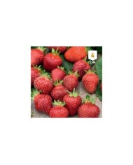Fraise Temptation
