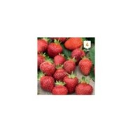 Fraise Temptation