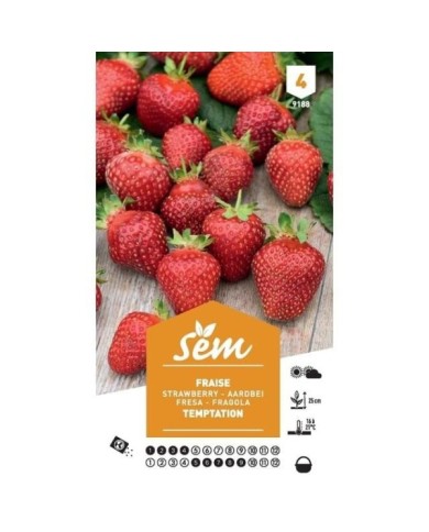 Fraise Temptation (sachet)