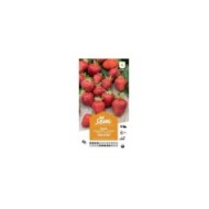 Fraise Temptation (sachet)