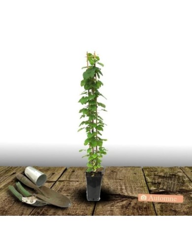 Clématite Baltyk