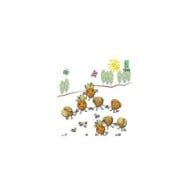 Physalis Cerise de terre gamme kids