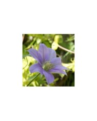 Clématite Bernardine? 'Evipo061'