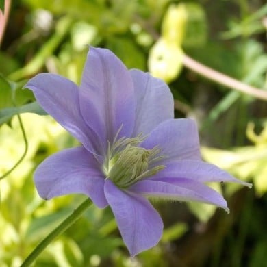 Clématite Bernardine? 'Evipo061'