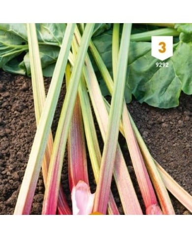 Rhubarbe