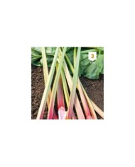 Rhubarbe
