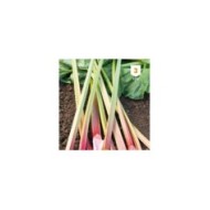 Rhubarbe