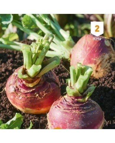Rutabaga Champion à collet rouge