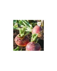 Rutabaga Champion à collet rouge