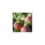 Rutabaga Champion à collet rouge