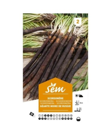 Scorsonère géante noire de Russie (sachet)
