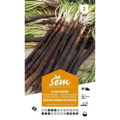 Scorsonère géante noire de Russie (sachet)