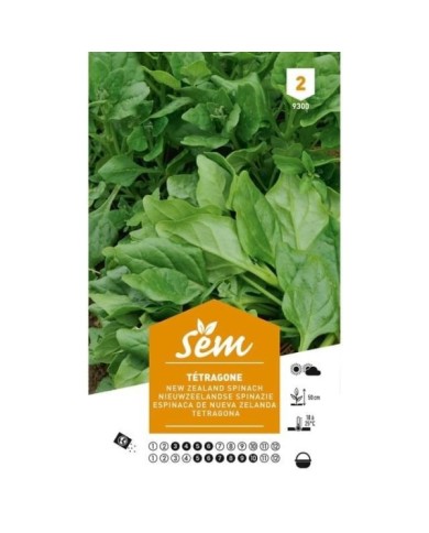 Tétragone (sachet)