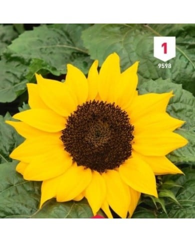 Soleil / Tournesol à coeur noir