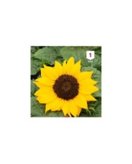 Soleil / Tournesol à coeur noir