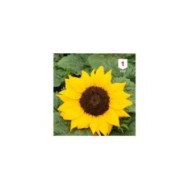 Soleil / Tournesol à coeur noir