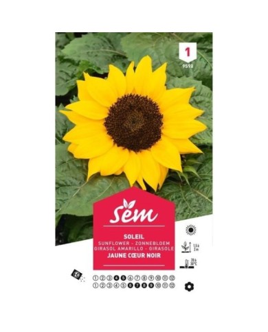 Soleil / Tournesol à coeur noir (sachet)
