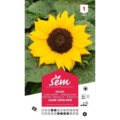 Soleil / Tournesol à coeur noir (sachet)