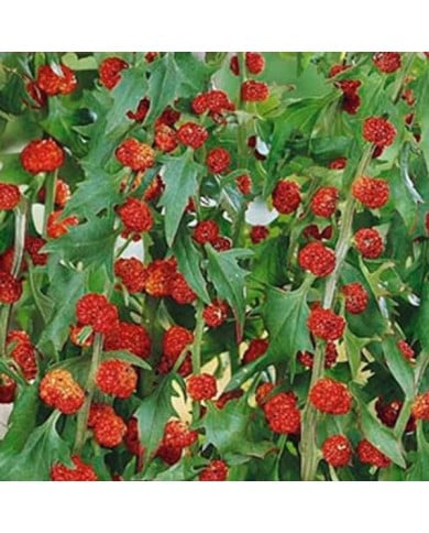 épinard fraise (chenopodium capitatum)