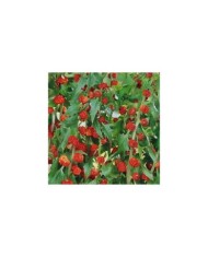 épinard fraise (chenopodium capitatum)