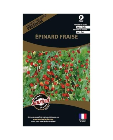 épinard fraise (chenopodium capitatum) (sachet)