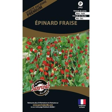 épinard fraise (chenopodium capitatum) (sachet)