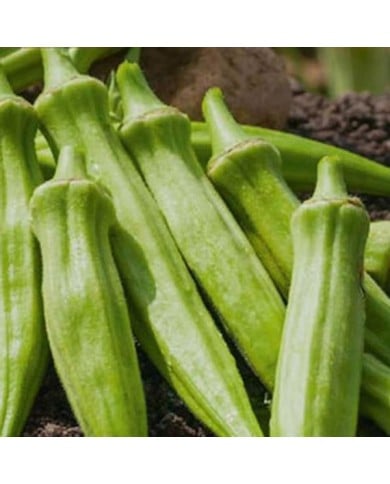 Gombo okra (clemson spineless)
