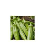 Gombo okra (clemson spineless)