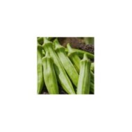Gombo okra (clemson spineless)