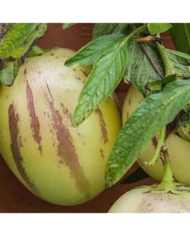Poire melon pepino (solanum muricatum)