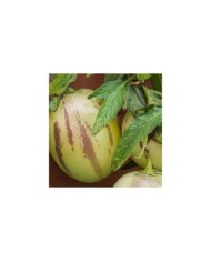 Poire melon pepino (solanum muricatum)