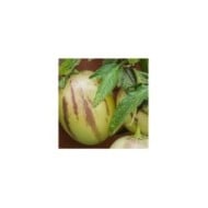 Poire melon pepino (solanum muricatum)