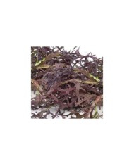 Brassica japonica mizuna red