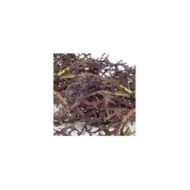 Brassica japonica mizuna red