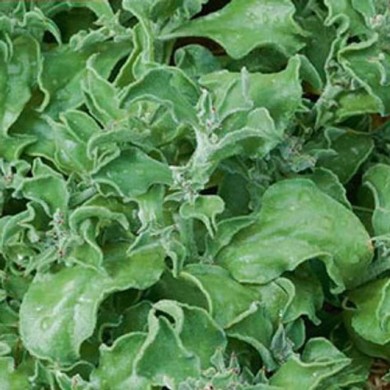 Ficoïde glaciale (mesembryanthemum crystallum)
