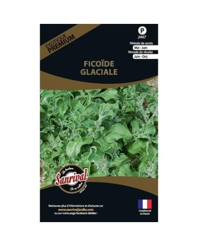 Ficoïde glaciale (mesembryanthemum crystallum) (sachet)