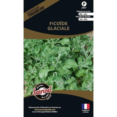Ficoïde glaciale (mesembryanthemum crystallum) (sachet)